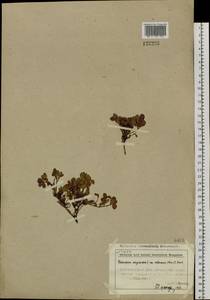 Vaccinium uliginosum subsp. vulcanorum (Kom.) Alsos & Elven, Siberia, Chukotka & Kamchatka (S7) (Russia)