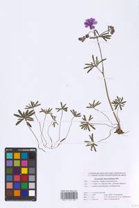 Geranium linearilobum DC., Eastern Europe, Lower Volga region (E9) (Russia)