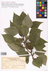 Populus tremuloides Michx., Eastern Europe, Moscow region (E4a) (Russia)