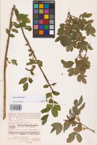 Rosa majalis Herrm., Eastern Europe, Lower Volga region (E9) (Russia)