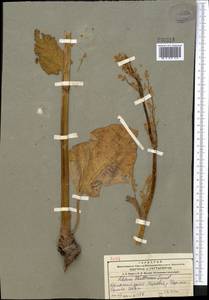 Rheum wittrockii Lundstr., Middle Asia, Northern & Central Tian Shan (M4) (Kazakhstan)