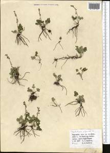 Thalictrum alpinum L., Middle Asia, Northern & Central Tian Shan (M4) (Kyrgyzstan)