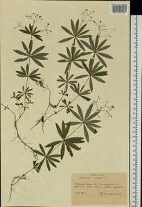 Galium odoratum (L.) Scop., Eastern Europe, West Ukrainian region (E13) (Ukraine)