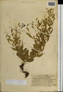 Lepidium amplexicaule Willd., Siberia, Altai & Sayany Mountains (S2) (Russia)