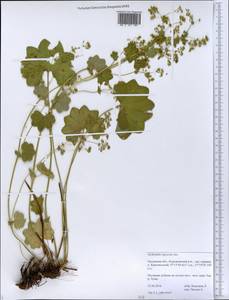 Alchemilla nemoralis Alechin, Eastern Europe, Central forest-and-steppe region (E6) (Russia)