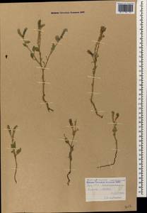 Heliotropium europaeum L., Caucasus, Armenia (K5) (Armenia)