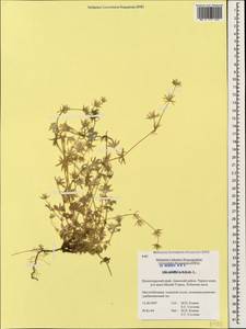 Sherardia arvensis L., Caucasus, Black Sea Shore (from Novorossiysk to Adler) (K3) (Russia)