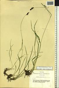 Carex orbicularis Boott, Siberia, Altai & Sayany Mountains (S2) (Russia)