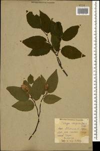 Ostrya carpinifolia Scop., Caucasus, Abkhazia (K4a) (Abkhazia)