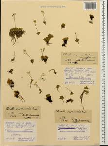 Draba supranivalis Rupr., Caucasus, North Ossetia, Ingushetia & Chechnya (K1c) (Russia)