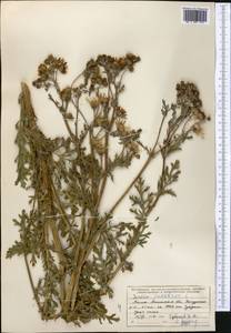 Jacobaea vulgaris subsp. vulgaris, Middle Asia, Northern & Central Tian Shan (M4) (Kazakhstan)