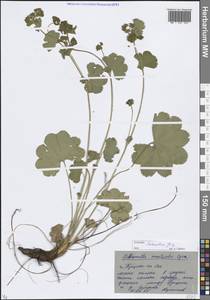 Alchemilla sarmatica Juz., Eastern Europe, Moscow region (E4a) (Russia)