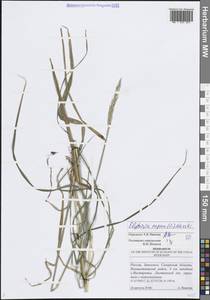 Elymus repens (L.) Gould, Eastern Europe, Middle Volga region (E8) (Russia)