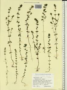 Euphrasia ×vernalis List, Eastern Europe, Northern region (E1) (Russia)