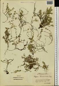 Thymus turczaninovii Serg., Siberia, Baikal & Transbaikal region (S4) (Russia)