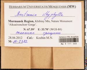 Bartramia ithyphylla Brid., Bryophytes, Bryophytes - Karelia, Leningrad & Murmansk Oblasts (B4) (Russia)