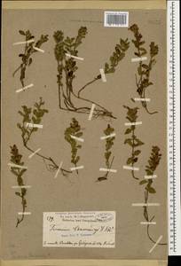 Teucrium chamaedrys L., Caucasus, Stavropol Krai, Karachay-Cherkessia & Kabardino-Balkaria (K1b) (Russia)