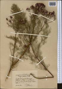 Prangos pabularia Lindl., Middle Asia, Western Tian Shan & Karatau (M3) (Uzbekistan)