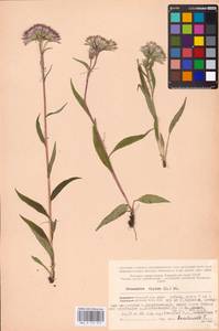 Saussurea alpina (L.) DC., Eastern Europe, Northern region (E1) (Russia)