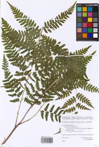 Pteridium aquilinum (L.) Kuhn, Eastern Europe, Western region (E3) (Russia)