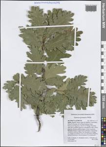 Quercus pyrenaica Willd., Western Europe (EUR) (Spain)