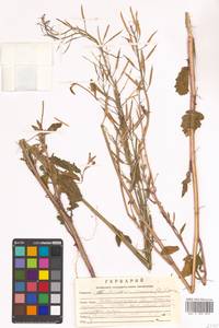 Brassica juncea (L.) Czern., Siberia, Russian Far East (S6) (Russia)