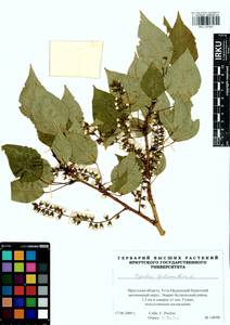 Populus balsamifera, Siberia, Baikal & Transbaikal region (S4) (Russia)