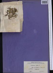 Androsace villosa L., Western Europe (EUR) (Albania)