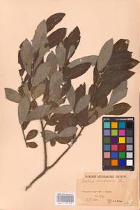 Salix cinerea L., Eastern Europe, Eastern region (E10) (Russia)