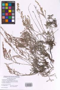 Artemisia nitrosa Weber ex Stechm., Eastern Europe, Middle Volga region (E8) (Russia)