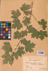 Acer campestre L., Eastern Europe, Central forest-and-steppe region (E6) (Russia)