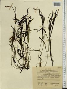 Potamogeton alpinus subsp. tenuifolius (Raf.) Hultén, Siberia, Russian Far East (S6) (Russia)