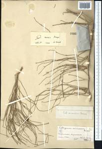 Calligonum murex Bunge, Middle Asia, Syr-Darian deserts & Kyzylkum (M7) (Kazakhstan)