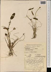 Sagittaria natans Pall., Mongolia (MONG) (Mongolia)