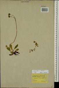 Pilosella piloselliflora (Nägeli & Peter) Soják, Eastern Europe, North-Western region (E2) (Russia)