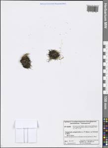 Selaginoides spinulosa (A. Braun ex Döll) Li Bing Zhang & X. M. Zhou, Siberia, Central Siberia (S3) (Russia)