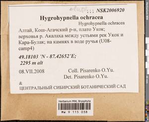 Hygrohypnella ochracea (Turner ex Wilson) Ignatov & Ignatova, Bryophytes, Bryophytes - Western Siberia (including Altai) (B15) (Russia)