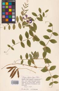 Lathyrus japonicus var. maritimus (L.) J.T.Kartesz & Gandhi, Eastern Europe, Northern region (E1) (Russia)