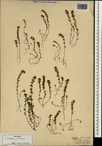 Euphrasia petiolaris Wettst., South Asia, South Asia (Asia outside ex-Soviet states and Mongolia) (ASIA) (Turkey)