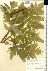 Angelica decurrens (Ledeb.) B. Fedtsch., Siberia, Western Siberia (S1) (Russia)