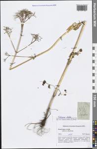 Valeriana dubia Bunge, Siberia, Altai & Sayany Mountains (S2) (Russia)