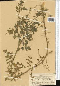 Nasturtium officinale W.T. Aiton, Middle Asia, Western Tian Shan & Karatau (M3) (Kazakhstan)