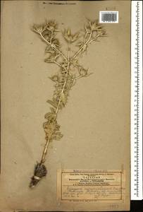 Eryngium billardierei F. Delaroche, Caucasus, Azerbaijan (K6) (Azerbaijan)