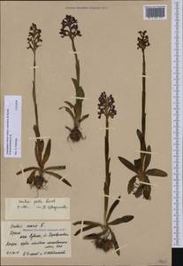 Anacamptis morio subsp. caucasica (K.Koch) H.Kretzschmar, Eccarius & H.Dietr., Crimea (KRYM) (Russia)