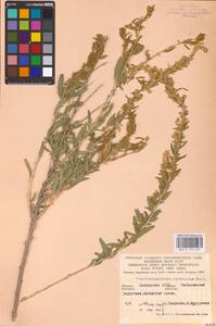 Krascheninnikovia ceratoides (L.) Gueldenst., Eastern Europe, Eastern region (E10) (Russia)