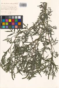 Ambrosia artemisiifolia L., Eastern Europe, Moscow region (E4a) (Russia)