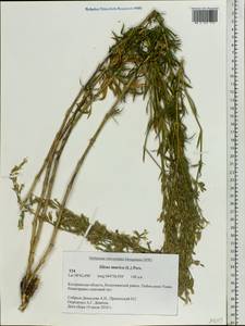 Silene tatarica (L.) Pers., Eastern Europe, Central forest region (E5) (Russia)