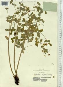 Euphorbia alpina C.A.Mey. ex Ledeb., Siberia, Altai & Sayany Mountains (S2) (Russia)