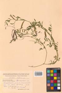 Vicia sativa subsp. nigra Ehrh., Siberia, Russian Far East (S6) (Russia)