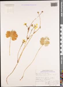 Ranunculus buhsei Boiss., Caucasus, North Ossetia, Ingushetia & Chechnya (K1c) (Russia)
